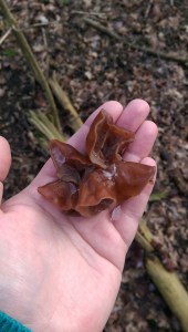 Judasohr Speisepilz, kommt häufig auf Totholz vor, gern von Holunder