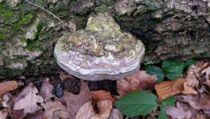 Echter Zunderschwamm Volksheilkundliche Anwendung als Mittel zur Blutungsstillung, seit der Steinzeit Verwendung zum Feuer machen, Alternative zu Räucherkohle