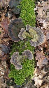 Schmetterlings Tamete Volksheilkundliche Anwendung gegen Entzündungen, antibakteriell, antiviral, Einsatz in der Krebsbekämpfung